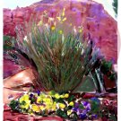 Sedona Wayside Chapel Greeting Card - 8 5 inch by 7 inch watercolor cards come with 8 envelopes