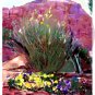 Sedona Wayside Chapel Greeting Card - 8 5 inch by 7 inch watercolor cards come with 8 envelopes