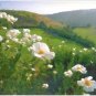 Matilija Poppies - Box of 8 Greeting Cards (5 inch by 7 inch) come with 8 envelopes (blank inside)