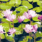 Waterlillies - Box of 8 Greeting Cards (5 inch by 7 inch) come with 8 envelopes (blank inside)