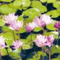Waterlillies - Box of 8 Greeting Cards (5 inch by 7 inch) come with 8 envelopes (blank inside)