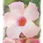 Hot Pink Trumpet - Box of 8 Greeting Cards (5 inch by 7 inch) come with 8 envelopes (blank inside)