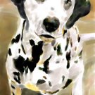 Dalmatian - Box of 8 5 inch by 7 inch Watercolor greeting cards with 8 envelopes