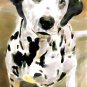 Dalmatian - Box of 8 5 inch by 7 inch Watercolor greeting cards with 8 envelopes