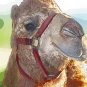 Camel - Animal Art - Greeting Cards - 8 5-inch by 7-inch cards w 8 envelopes