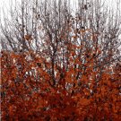 Fall in Arkansas - photograph greeting cards - box of 8
