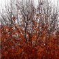 Fall in Arkansas - photograph greeting cards - box of 8