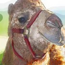 Camel - Animal Art - Greeting Cards - 8 5-inch by 7-inch cards w 8 envelopes