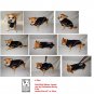 On Sale: (M/L) Warm K9 Winter Jacket w/ Fleece Lining, 17.5", Brown
