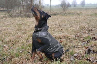 On Sale: (XS) High Quality Dog Rain Jacket / All-Year Jacket, 10", Black Weather Resistant