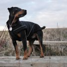On Sale: (M) Warm Dog Winter Coat w/ Fleece Lining, 15.5", Soft-Shell Special Edition, Black
