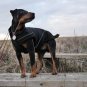 On Sale: (M) Warm Dog Winter Coat w/ Fleece Lining, 15.5", Soft-Shell Special Edition, Black