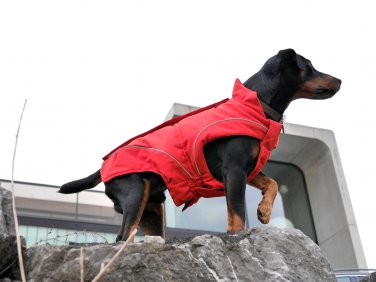 On Sale: (XL) Warm Dog Winter Jacket w/ Fleece Lining, 21-1/4" Red