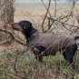 On Sale: (M) Warm Dog Winter Coat w/ Fleece Lining, 15.5", Brown