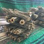 10 Pieces 6" Cholla Wood - Dried Cholla Cactus Aquarium Decor