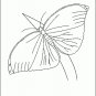 Insects Coloring Book