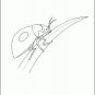 Insects Coloring Book