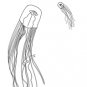 Sea Life Coloring Book CD