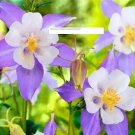 Blue Columbine Aquilegia Perennial - Flower Seeds - BOGO