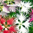 Beautiful Fringed Assorted Flower Seeds - Flower Seeds - BOGO