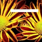Red Yellow Chrysanthemum Seeds - Flower Seeds - BOGO