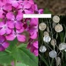Money Plant - Lunaria Annua Violet Seeds - Flower Seeds - BOGO