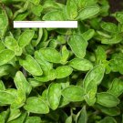 Oregano Seeds - Herb Seeds - BOGO