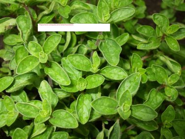 Oregano Seeds - Herb Seeds - BOGO