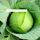 Copenhagen Cabbage Seeds - Vegetable Seeds - BOGO