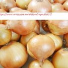 Texas Grano 502 Onion Seeds - NON-GMO - Vegetable Seeds - BOGO