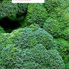 Waltham 29 Broccoli Seeds - NON-GMO - Vegetable Seeds - BOGO