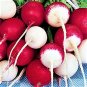 Confetti Mix Radish Seeds - NON-GMO - Vegetable Seeds - BOGO