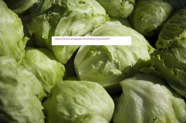 Iceberg Lettuce Seeds - NON-GMO - Vegetable Seeds - BOGO