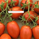 Roma Tomato Seeds - NON-GMO - Vegetable Seeds - BOGO