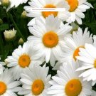 Alaska Shasta Daisy - Flower Seeds - BOGO