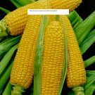 Golden Cross Sweet Corn Seeds - NON-GMO - Vegetable Seeds - BOGO