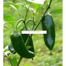 Jalapeno Pepper Seeds - NON-GMO - Vegetable Seeds - BOGO