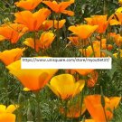 California Poppy - Flower Seeds - BOGO