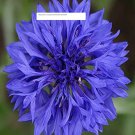 Cornflower Bachelor Button Blue Dwarf - Flower Seeds - BOGO