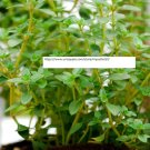 Thyme Seeds - Herb Seeds - BOGO