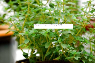 Thyme Seeds - Herb Seeds - BOGO