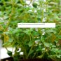 Thyme Seeds - Herb Seeds - BOGO