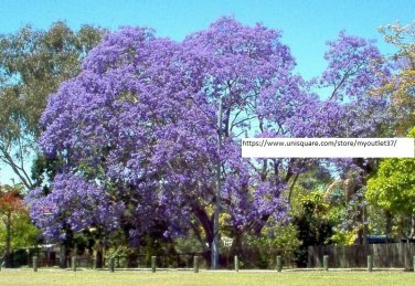 Jacaranda Mimosifolia Seeds - Tree Seeds - BOGO