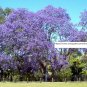 Jacaranda Mimosifolia Seeds - Tree Seeds - BOGO