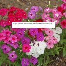 Phlox Annual Mix Seeds - Flower Seeds - BOGO