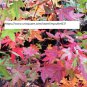 Oliver Maple Seeds - Tree Seeds - BOGO