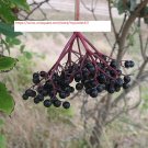 Black Elderberry - Tree Seeds - BOGO
