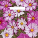 Cosmos Candystripe Seeds - Flower Seeds - BOGO