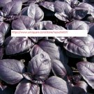 Red Rubin Basil Seeds - Herb Seeds - BOGO