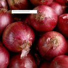 Red Creole Onion Seeds - Vegetable Seeds - BOGO